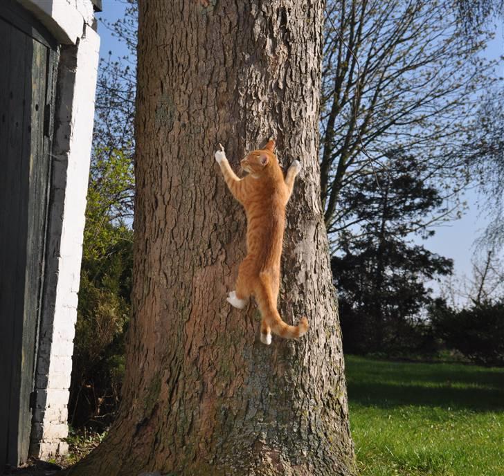 Huskat Taizan billede 16