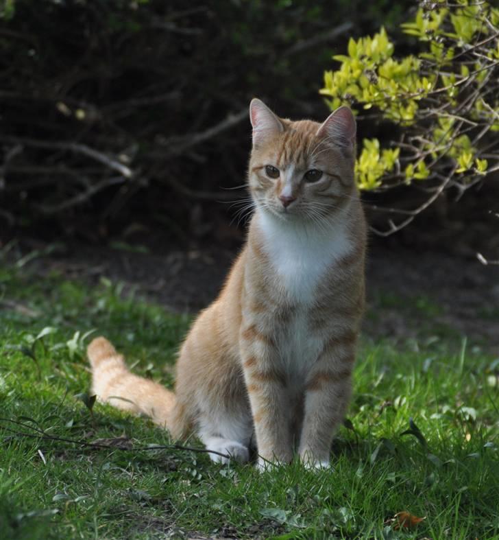 Huskat Taizan billede 17