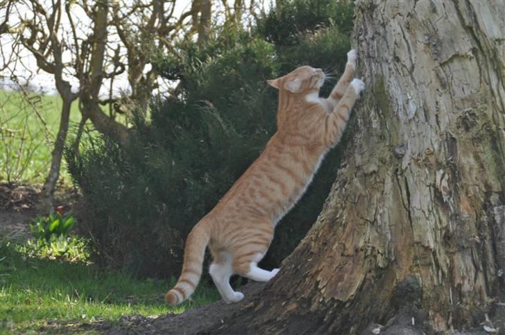 Huskat Taizan billede 18