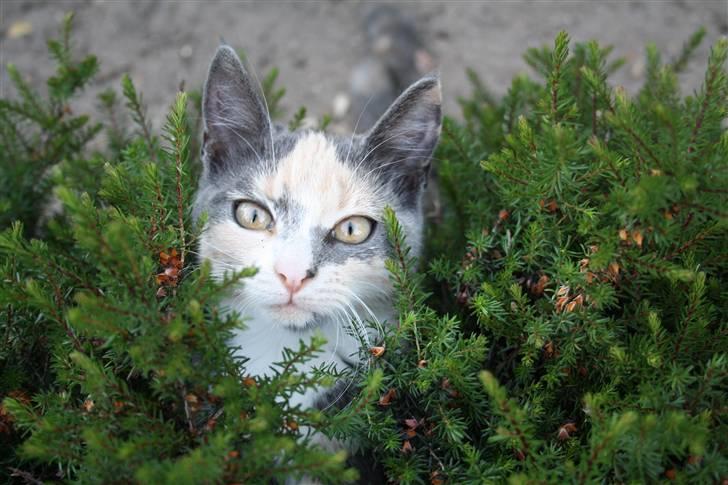 Blanding af racer Lillemis! <3 billede 1