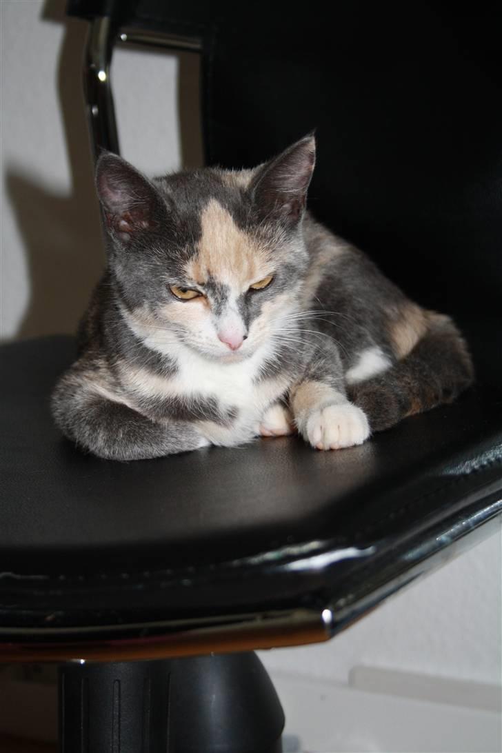 Blanding af racer Lillemis! <3 billede 2