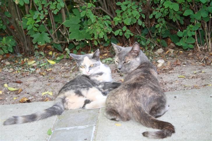 Blanding af racer Lillemis! <3 billede 3