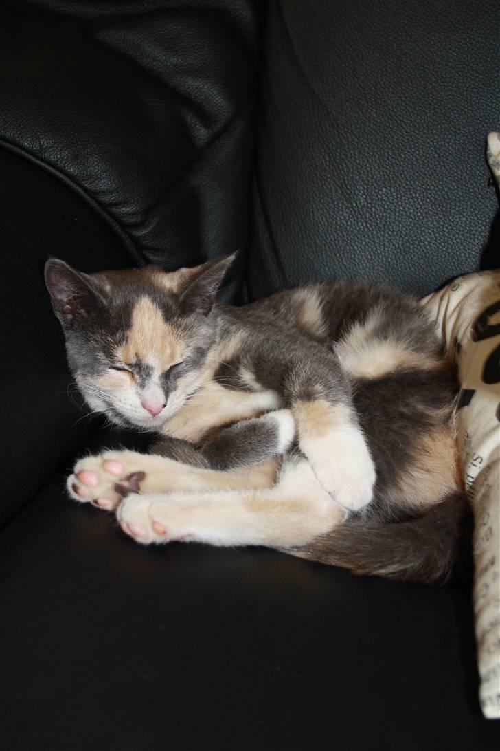 Blanding af racer Lillemis! <3 billede 4