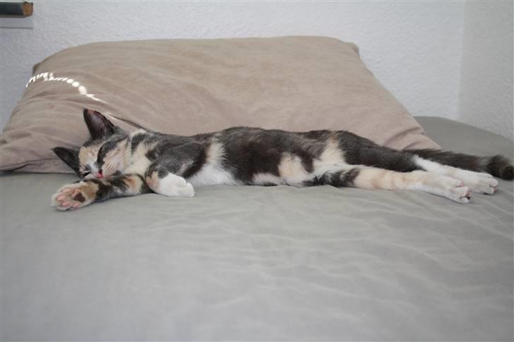 Blanding af racer Lillemis! <3 billede 5