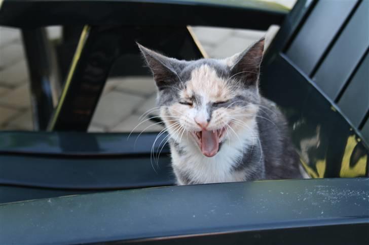 Blanding af racer Lillemis! <3 billede 6