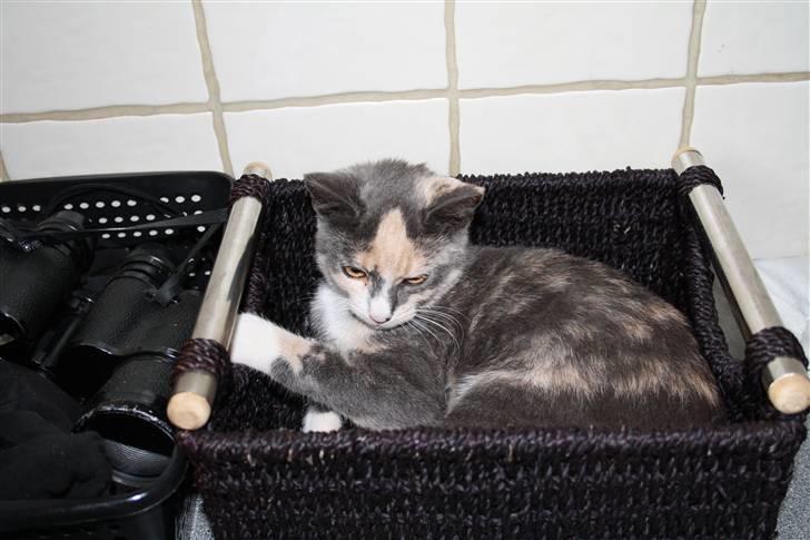 Blanding af racer Lillemis! <3 billede 7