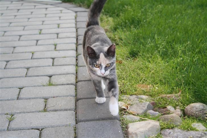 Blanding af racer Lillemis! <3 billede 8