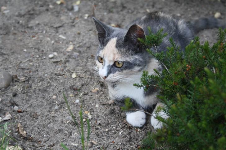 Blanding af racer Lillemis! <3 billede 9