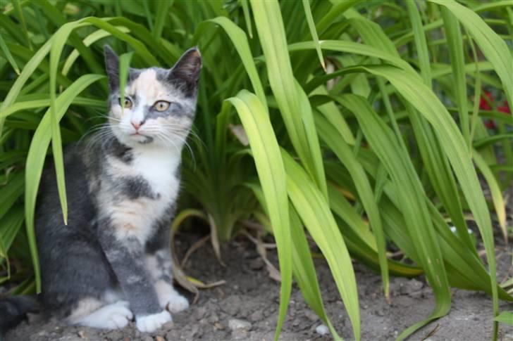 Blanding af racer Lillemis! <3 billede 10