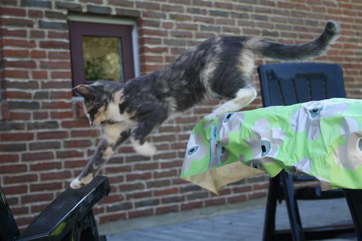 Blanding af racer Lillemis! <3 billede 11