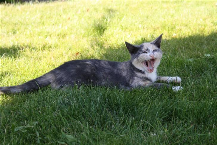 Blanding af racer Lillemis! <3 billede 12