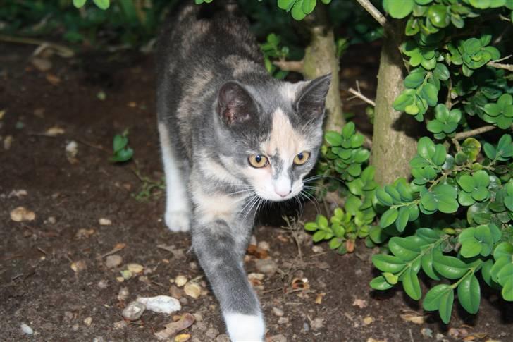 Blanding af racer Lillemis! <3 billede 13