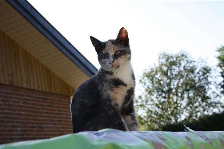 Blanding af racer Lillemis! <3 billede 14