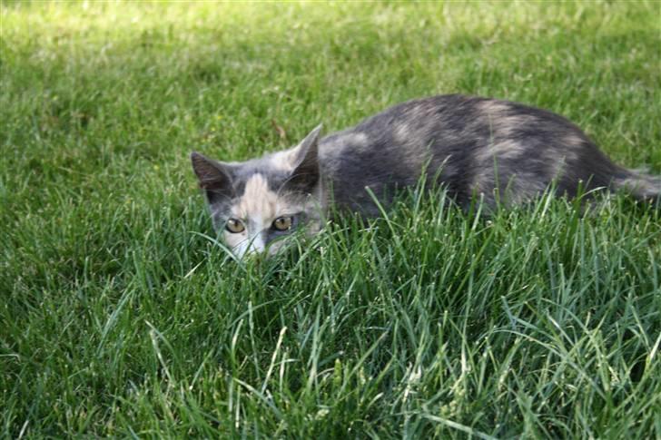 Blanding af racer Lillemis! <3 billede 15