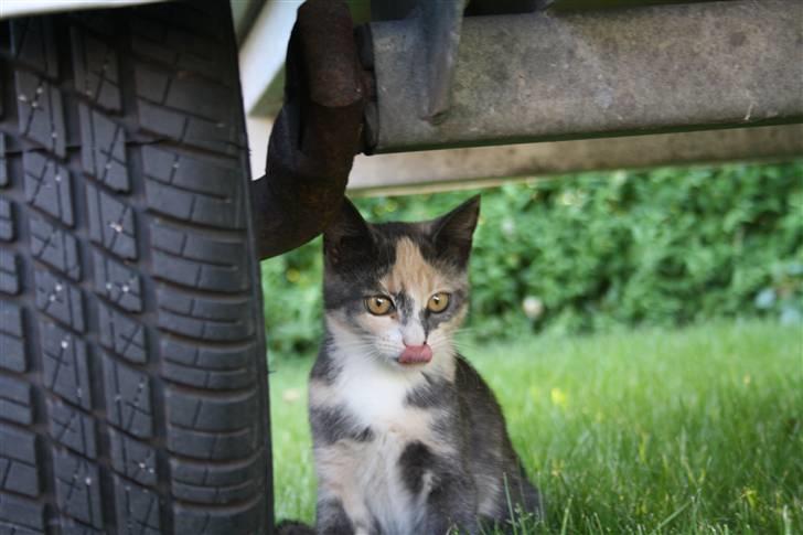 Blanding af racer Lillemis! <3 billede 16