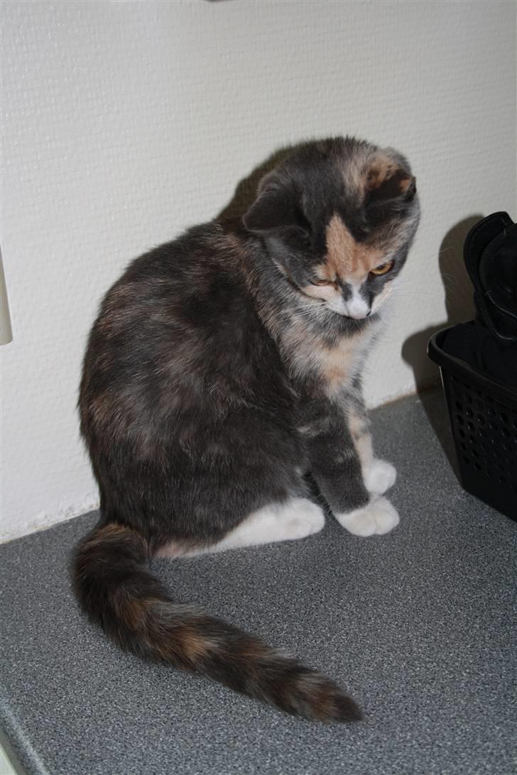 Blanding af racer Lillemis! <3 - hih billede 17