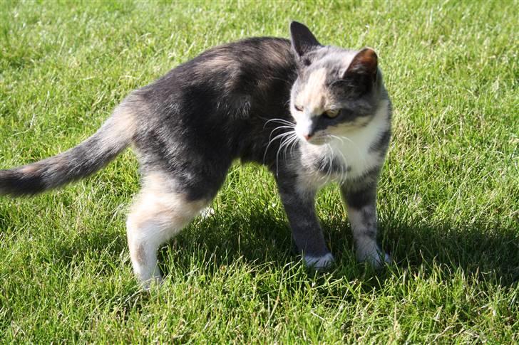 Blanding af racer Lillemis! <3 billede 18