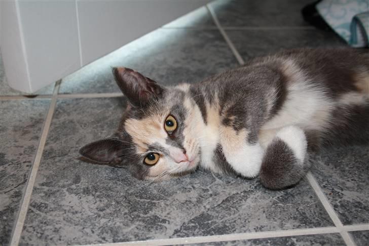 Blanding af racer Lillemis! <3 billede 19