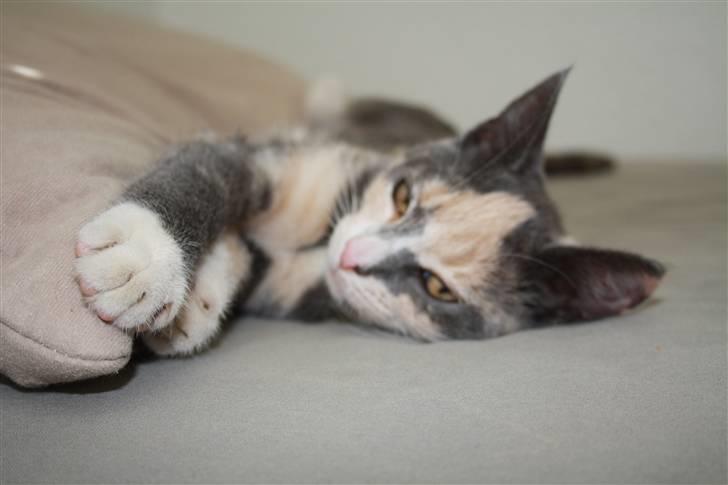 Blanding af racer Lillemis! <3 billede 20