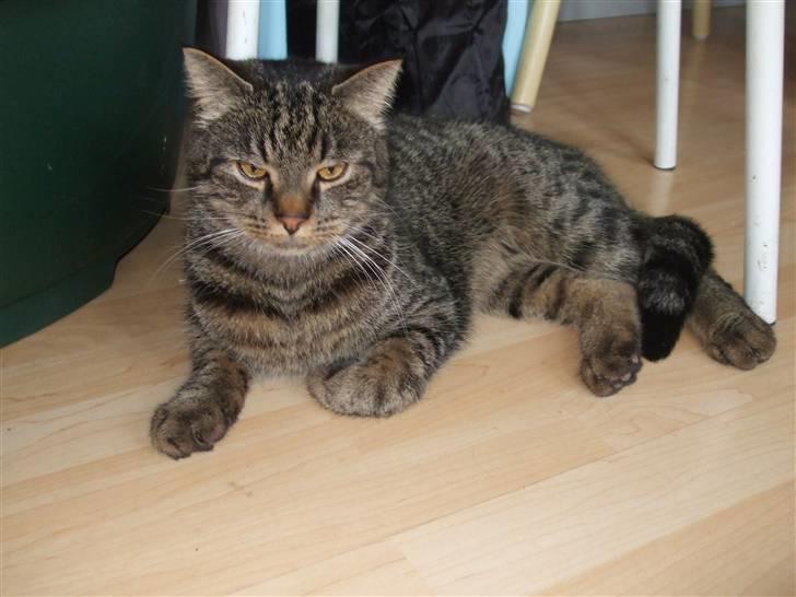 Blanding af racer Pedro billede 1