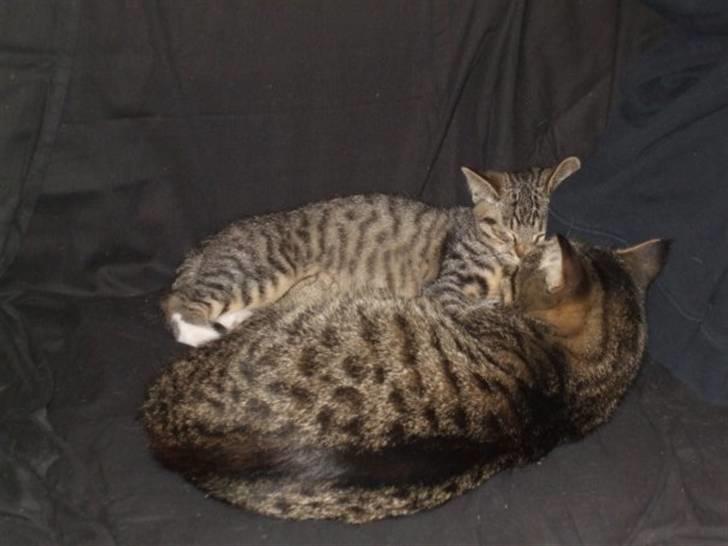 Blanding af racer Pedro billede 2