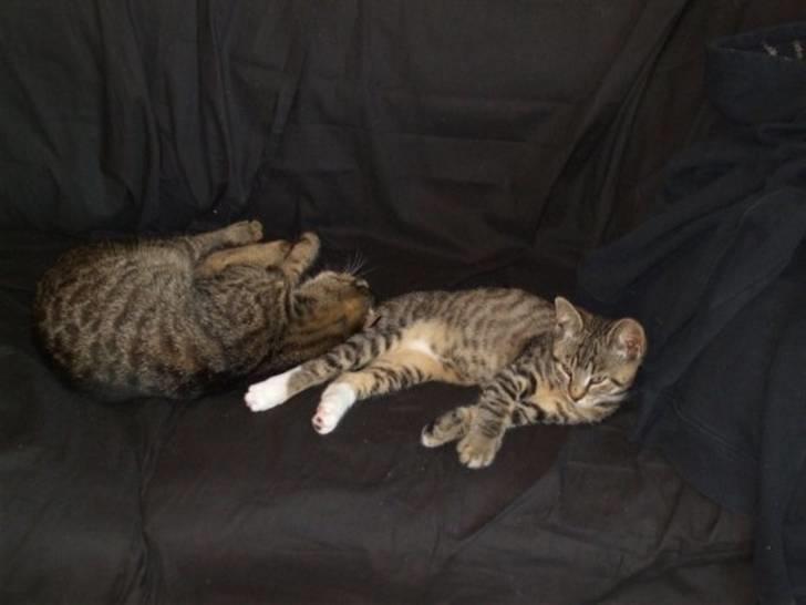 Blanding af racer Pedro billede 3