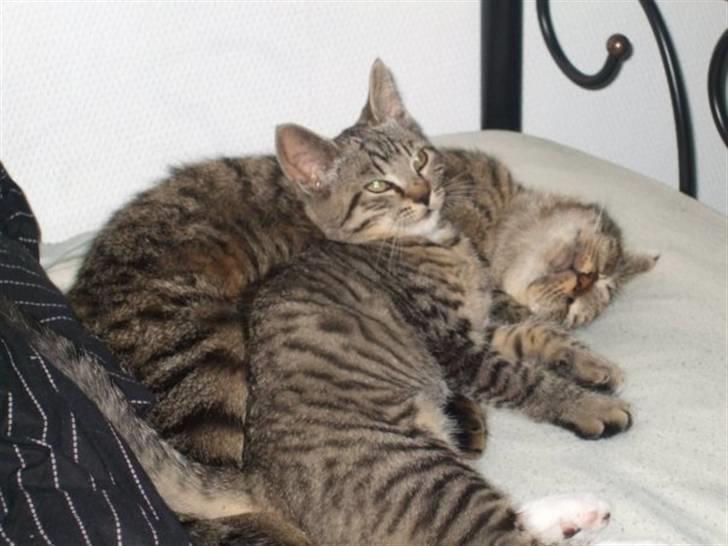 Blanding af racer Pedro billede 4