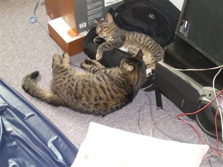 Blanding af racer Pedro billede 6