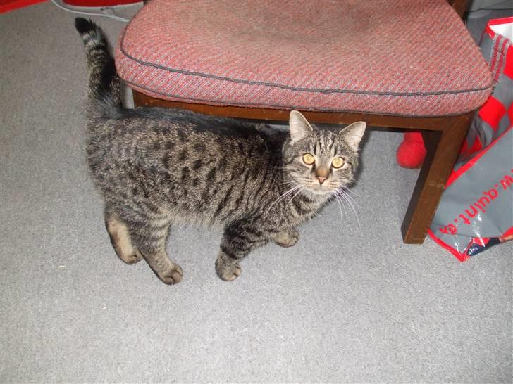 Blanding af racer Pedro billede 7