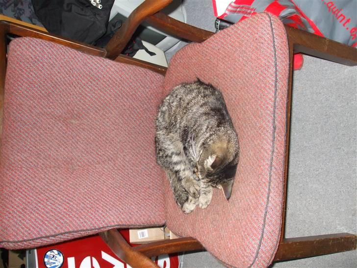 Blanding af racer Pedro billede 8