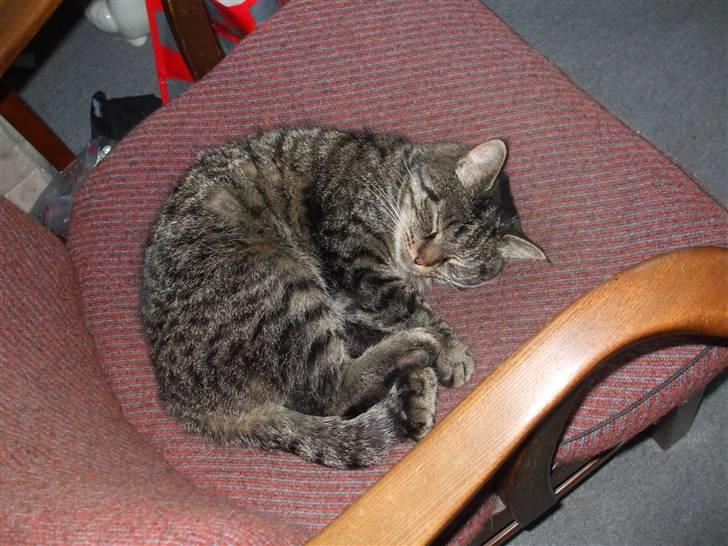 Blanding af racer Pedro billede 9