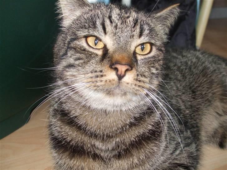 Blanding af racer Pedro billede 10