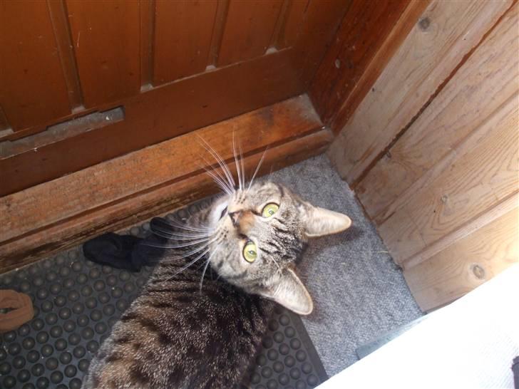 Blanding af racer Albert billede 2