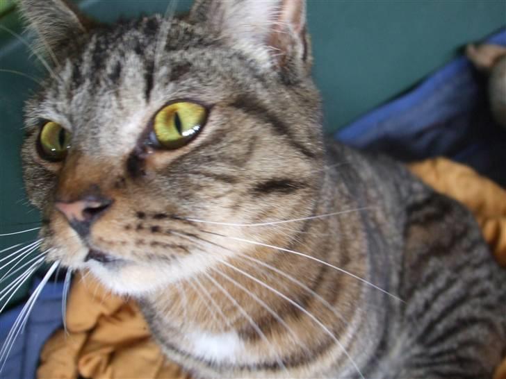 Blanding af racer Albert billede 3