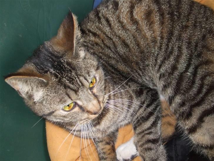 Blanding af racer Albert billede 4