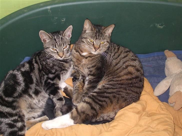 Blanding af racer Albert billede 6