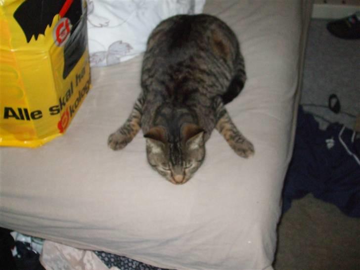 Blanding af racer Albert billede 8