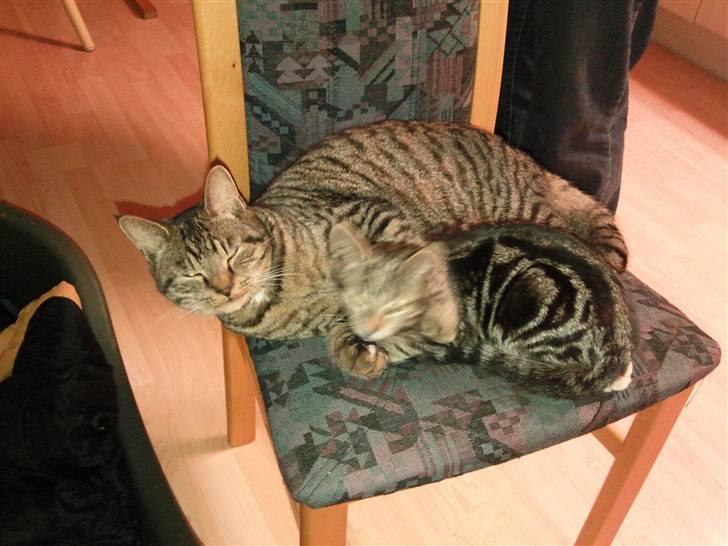 Blanding af racer Albert billede 10