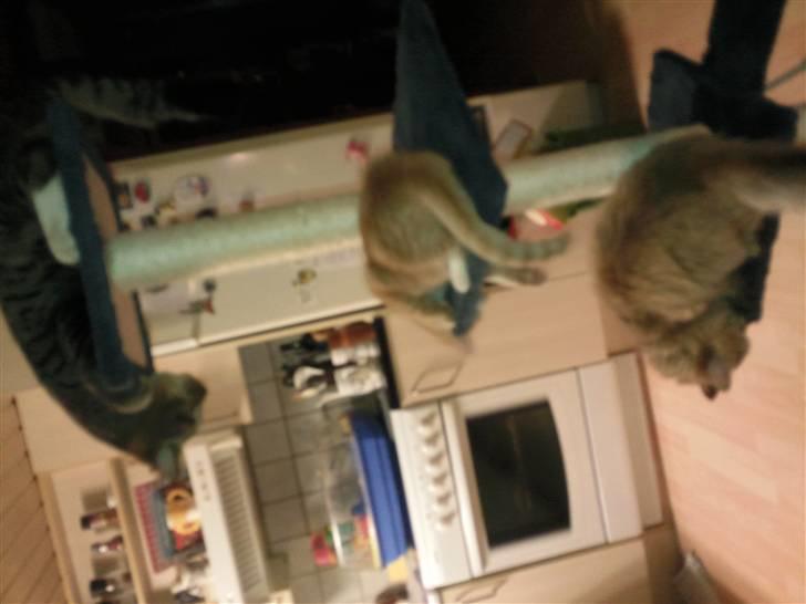 Blanding af racer Albert billede 11