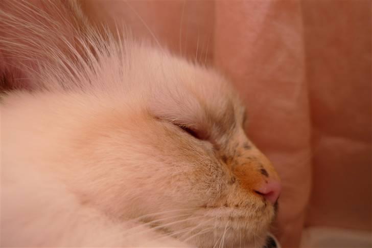 Hellig Birma Beiders Bright Benita - aka Nitte - profil d. 25/4 2010 billede 8