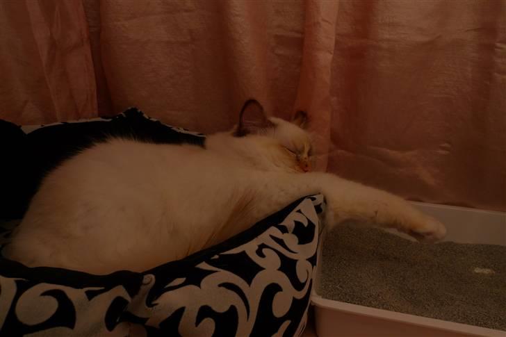 Hellig Birma Beiders Bright Benita - aka Nitte - afslapning efter veloverstået bedømmelse billede 9