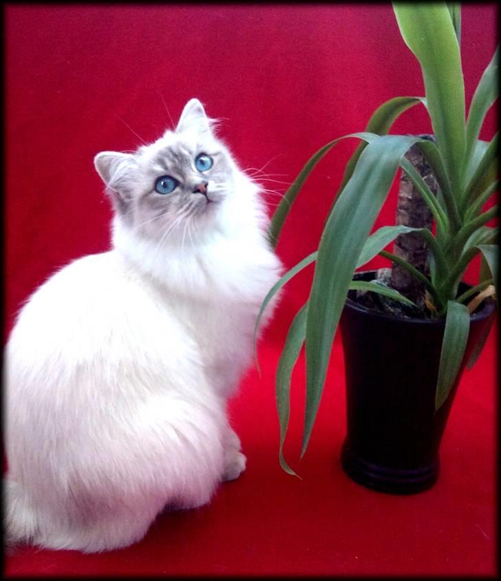 Hellig Birma Askepots Hermione (Fenja) billede 16