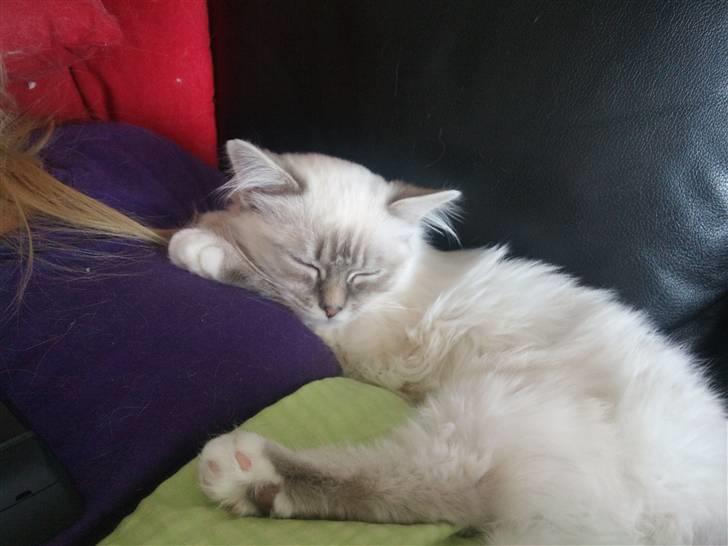 Hellig Birma Askepots Hermione (Fenja) billede 17