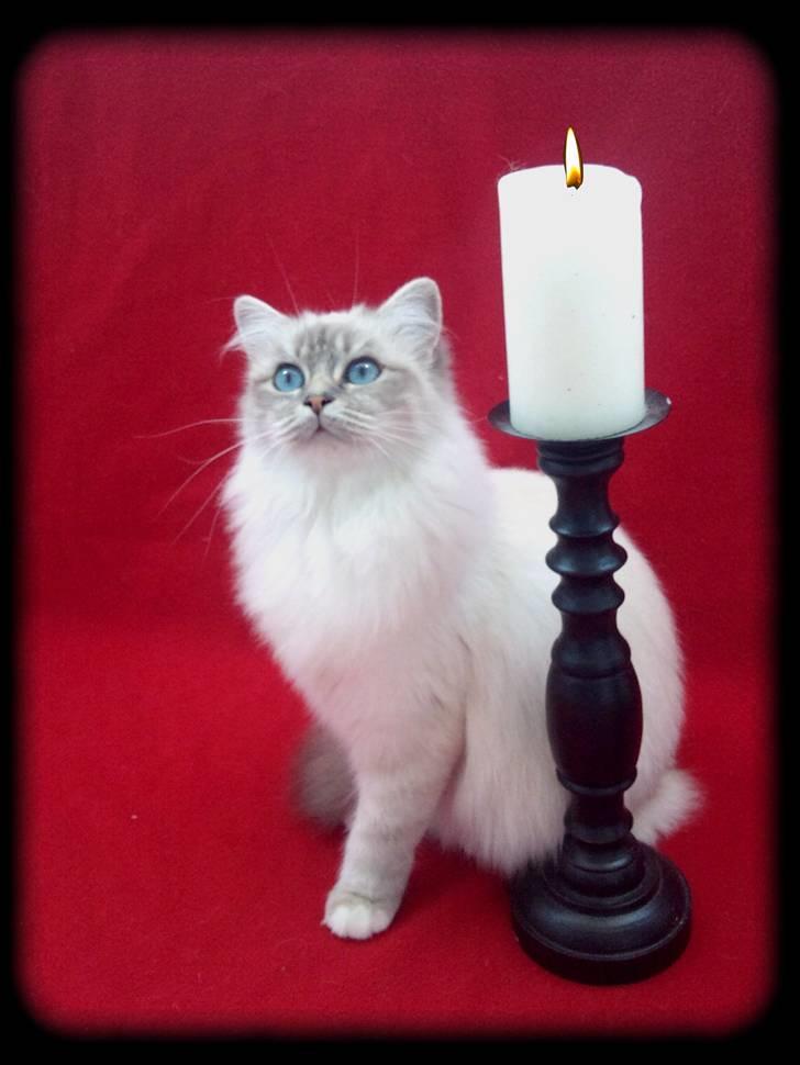 Hellig Birma Askepots Hermione (Fenja) billede 18