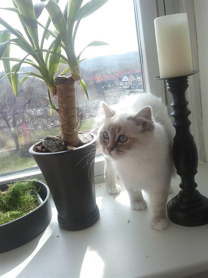 Hellig Birma Askepots Hermione (Fenja) billede 19