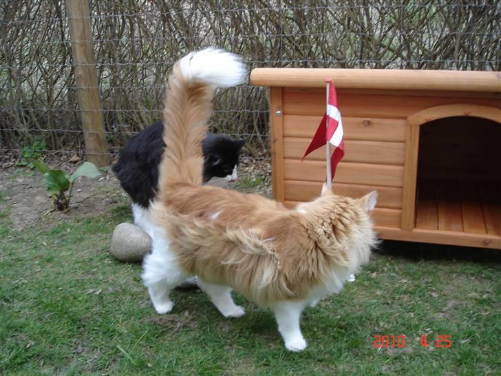 Norsk Skovkat Enzo Aslan - Aslan i missehaven, ved det nye missehus. billede 18