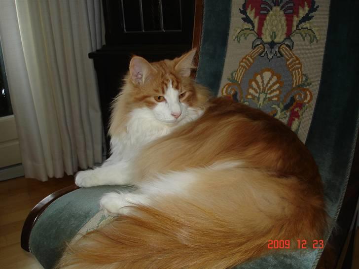 Norsk Skovkat Enzo Aslan - Aslan dec. 2009 billede 19