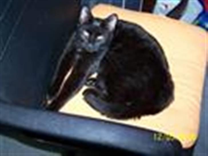 Huskat gardfield [rip} billede 1