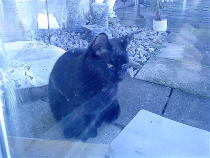 Huskat gardfield [rip} - det sidste billede før han døde billede 2