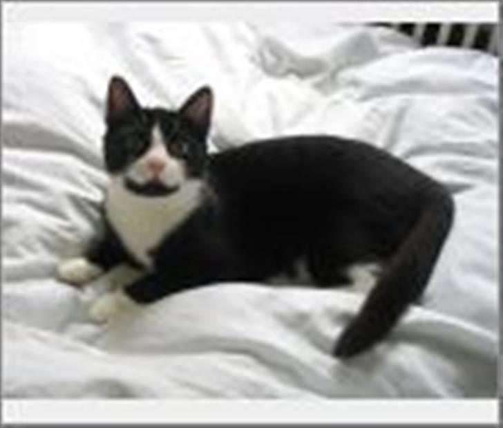 Blanding af racer Midde billede 7